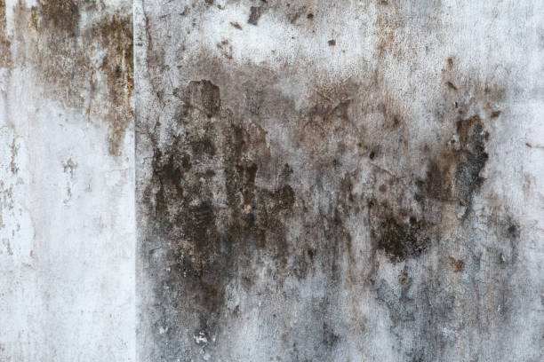 Woodbury, MN Mold Removal Company